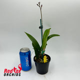 Guaricattonia Starrlyn 'Topaz'