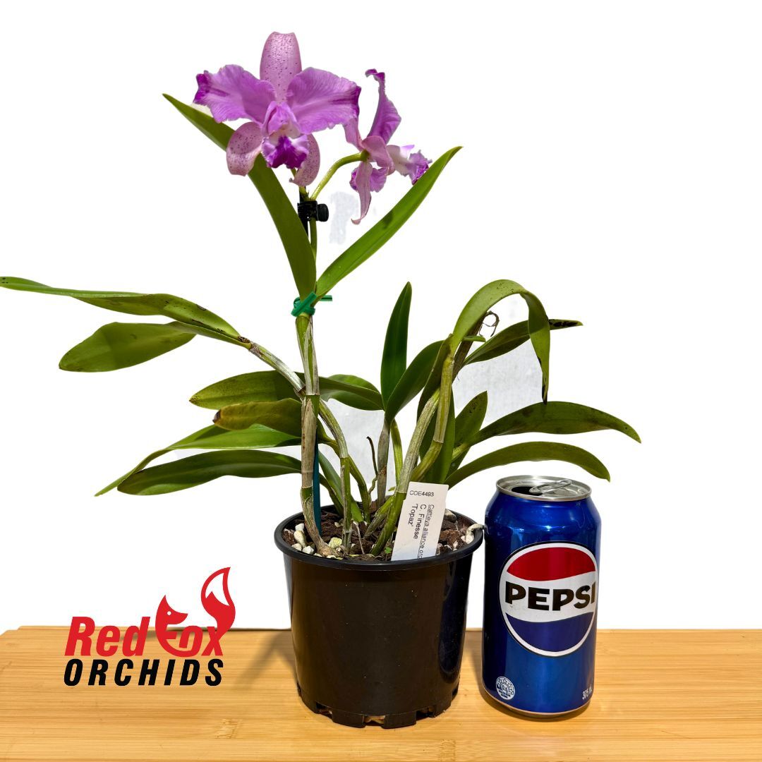 Cattleya Finesse 'Topaz'