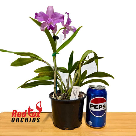 Cattleya Finesse 'Topaz'