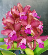 Cattlianthe Deception Drop 'Pink Topaz'