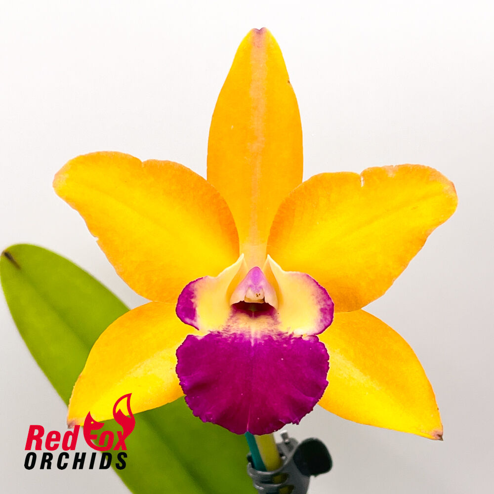 Rhyncholaeliocattleya Houdini 'Topaz'
