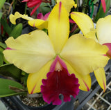 Rhyncholaeliocattleya Princely 'Topaz'