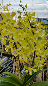 Dendrobium Genting Royal 'No.2'