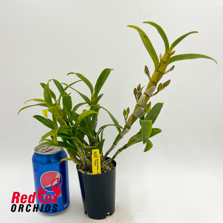 Dendrobium Crystal Pink 'Topaz'