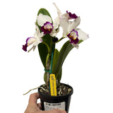Cattleya Hsinying Yukihime 'Topaz'