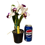 Cattleya Hsinying Yukihime 'Topaz'