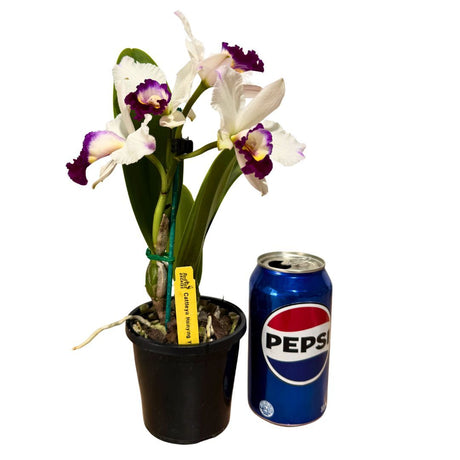 Cattleya Hsinying Yukihime 'Topaz'