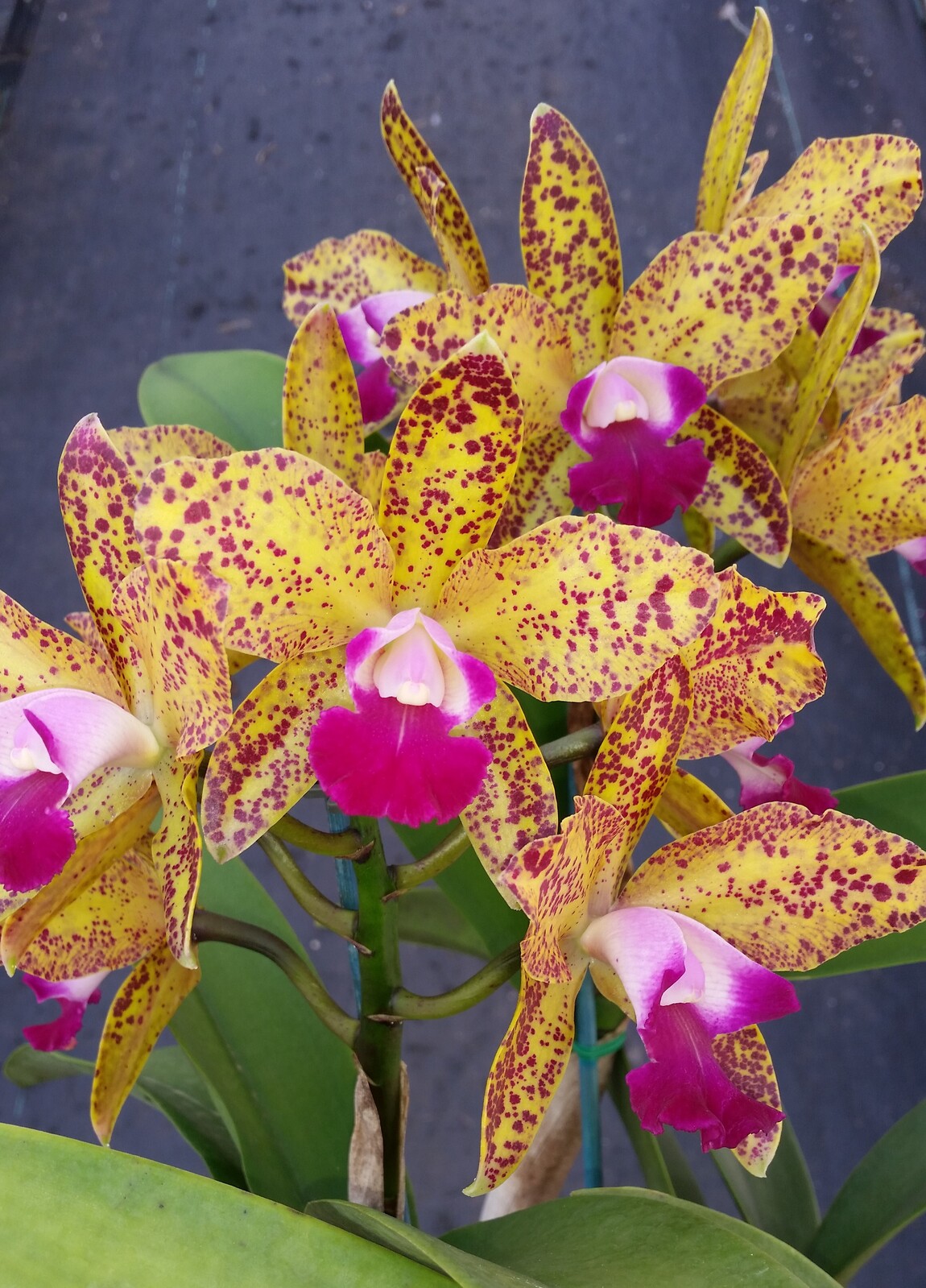 Cattlianthe Topaz Saucy 'Cocktail'