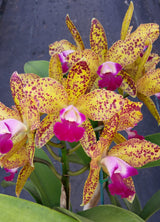 Cattlianthe Topaz Saucy 'Cocktail'