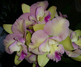 Rhyncholaeliocattleya Topaz Pinnacle 'Fruit Pigeon'