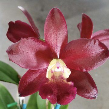 Cattleya Superstar 'Topaz'