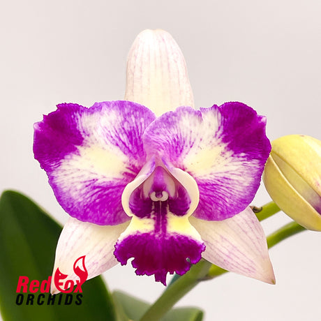 Rechingerara Leo's Light 'Topaz'