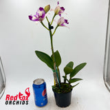 Rechingerara Leo's Light 'Topaz'