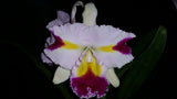 Cattleya White Spark 'Panda'