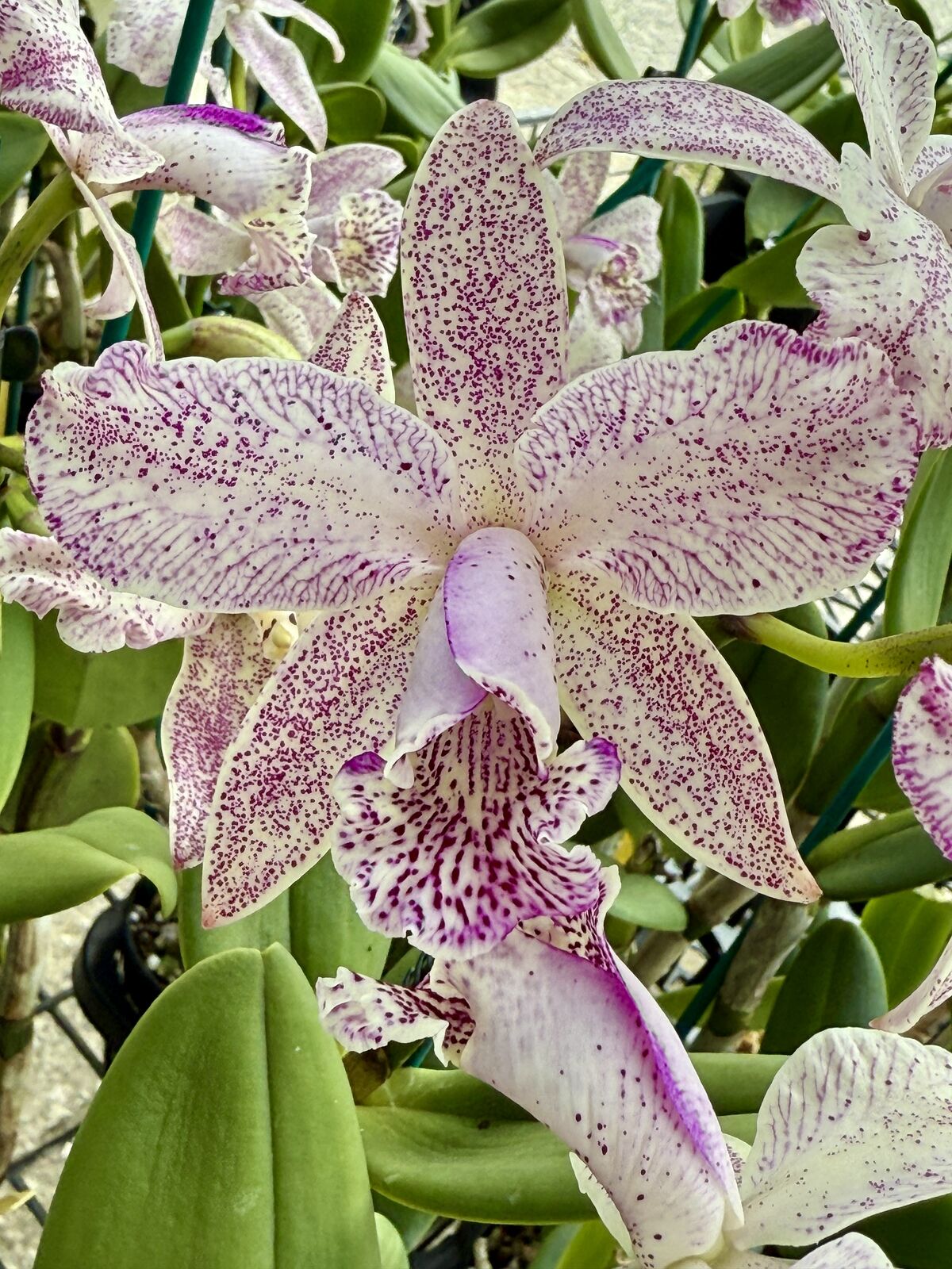 Rhynchobrassoleya Tang Time 'Topaz'