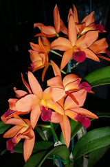 Cattlianthe Starstruck 'Topaz Dusk'