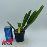 Rhyncholaeliocattleya Auspicious 'Topaz'
