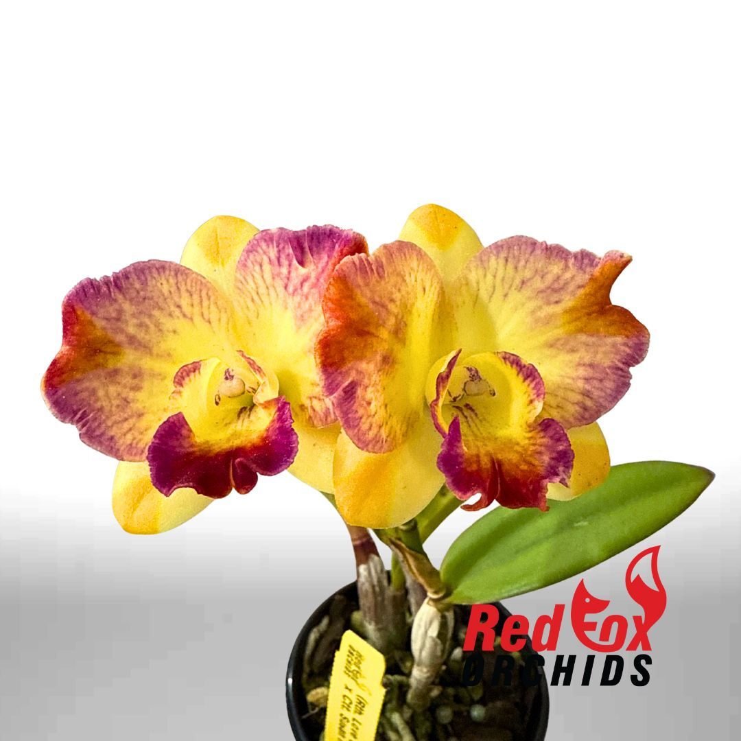 Rth. (Love Sound x C. Tangerine Jewel) x Ctt. Susan Holcombe 'Topaz'