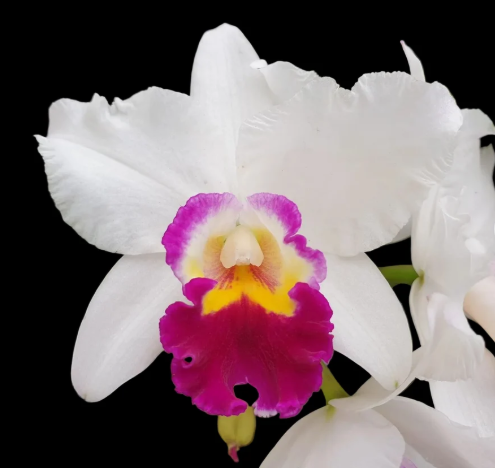 Cattleya Hsinying Yukihime 'Topaz' 80mm cattleya orchid plant