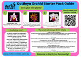 Starter Pack Guide Red Fox Orchids