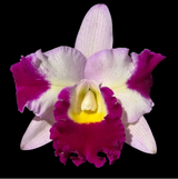 Cattlianthe Motif Topaz 80mm Cattleya Orchid Plant
