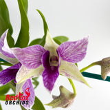 Dendobium Fire Wings (4n)