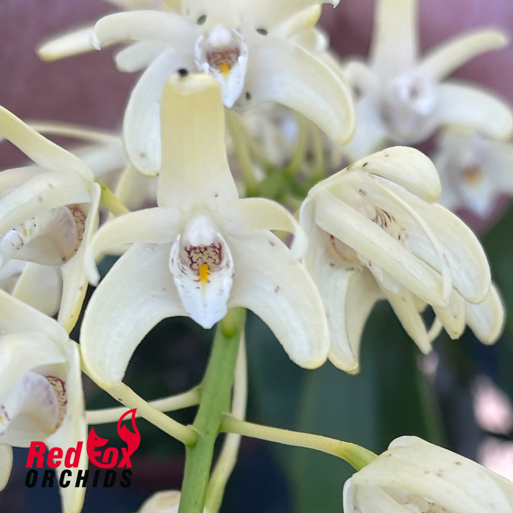 Dendrobium speciosum var. curvicaule 'Daylight Moon' X 'Paradiso'