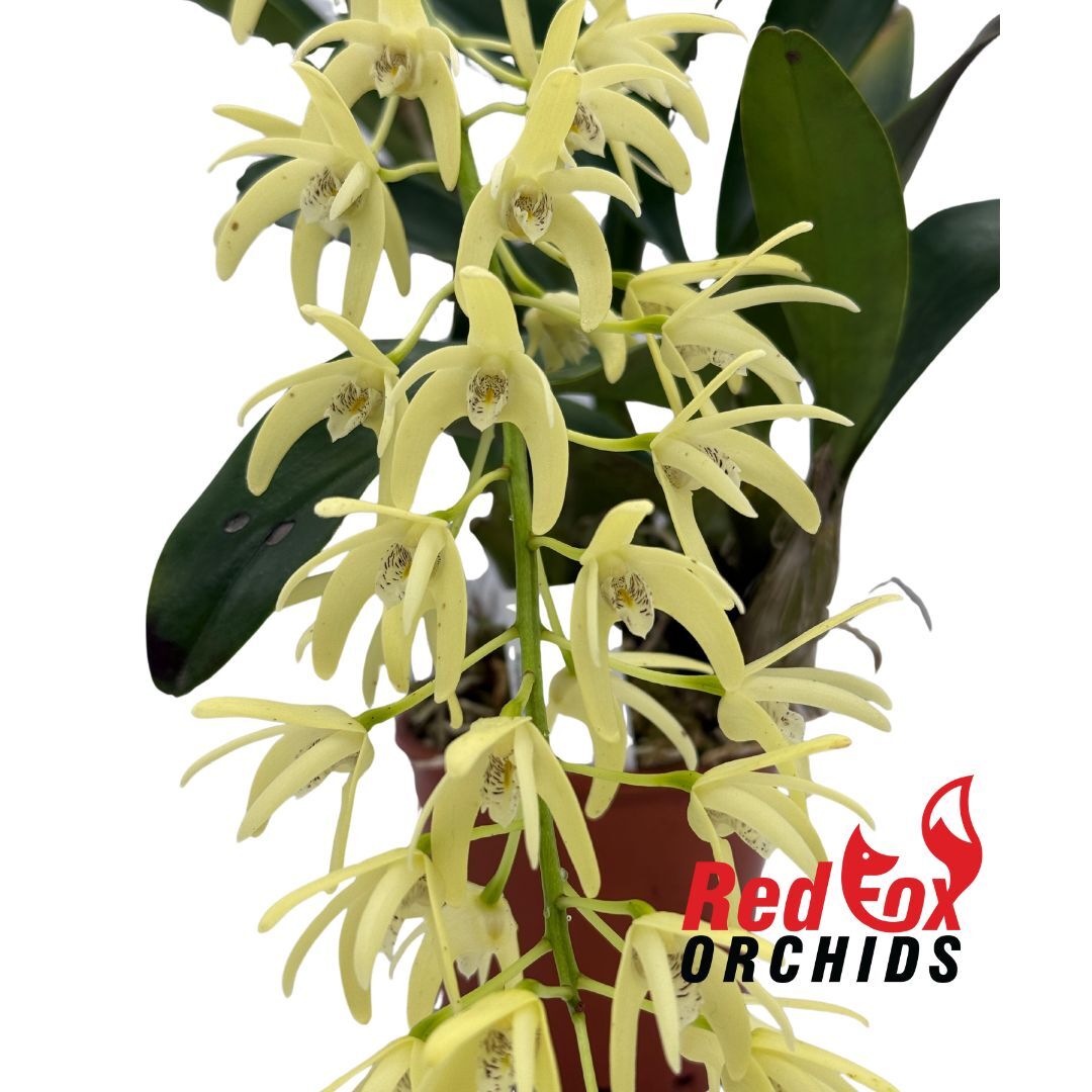 Dendrobium speciosum var. pedunculatum '120' x self