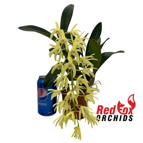 Dendrobium speciosum var. pedunculatum '120' x self