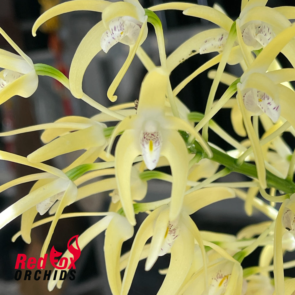 Dendrobium speciosum var. speciosum 'Bevan'