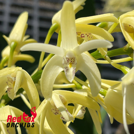 Dendrobium speciosum v. pedunculatum 'Atherton' X v. (curvicaule 'Jacqueline' X speciosum 'Windermere')