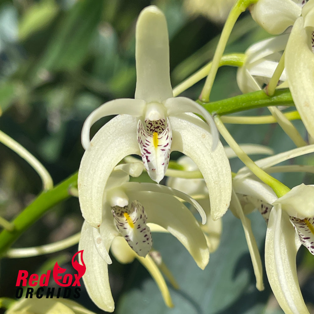 Dendrobium speciosum v. pedunculatum 'Atherton' X v. (curvicaule 'Jacqueline' X speciosum 'Windermere')