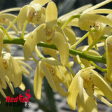 Dendrobium speciosum v. (pedunculatum 'Atherton' X curvicaule 'Daylight Moon')
