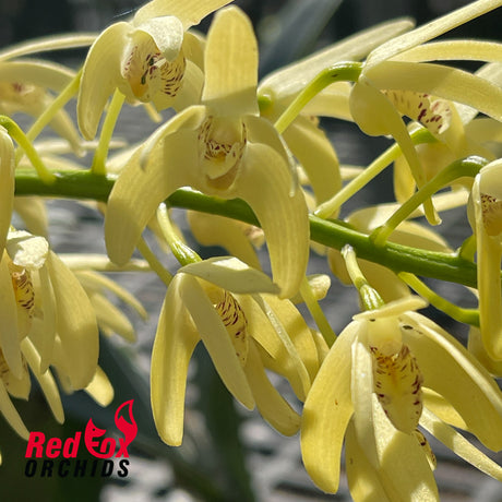 Dendrobium speciosum v. (pedunculatum 'Atherton' X curvicaule 'Daylight Moon')