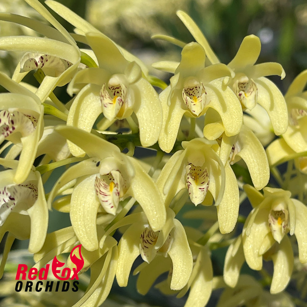 Dendrobium speciosum v. (pedunculatum 'Atherton' X curvicaule 'Daylight Moon')