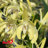Dendrobium speciosum v. (pedunculatum 'Atherton' X curvicaule 'Daylight Moon')