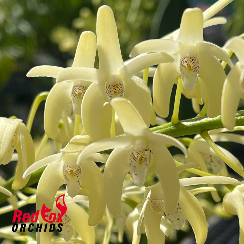 Dendrobium speciosum var. (pedunculatum 'Herberton' x curvicaule 'Daylight Moon')