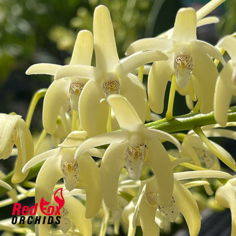 Dendrobium speciosum var. (pedunculatum 'Herberton' x curvicaule 'Daylight Moon')