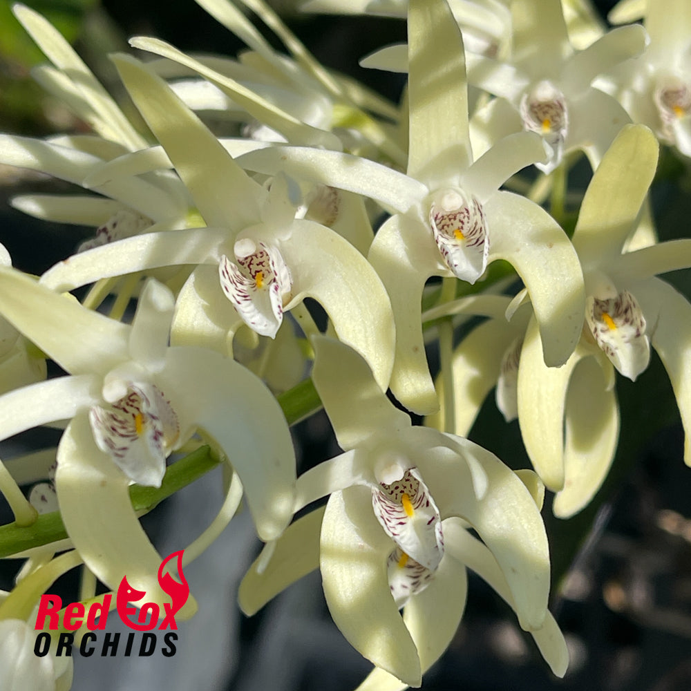 Dendrobium speciosum var. (pedunculatum 'Herberton' x curvicaule 'Daylight Moon')
