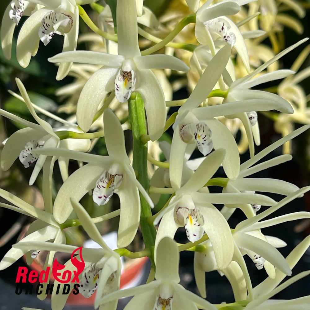 Dendrobium speciosum (var. capricorne X var. curvicaule) X Den. speciosum ('Daylight Moon' X Big Cream)