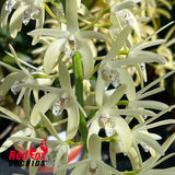 Dendrobium speciosum (var. capricorne X var. curvicaule) X Den. speciosum ('Daylight Moon' X Big Cream)
