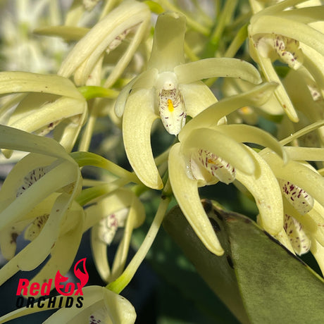 Dendrobium speciosum (var. capricorne X var. curvicaule) X Den. speciosum ('Daylight Moon' X Big Cream)