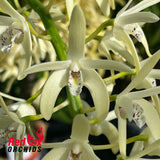 Dendrobium speciosum (var. capricorne X var. curvicaule) X Den. speciosum ('Daylight Moon' X Big Cream)