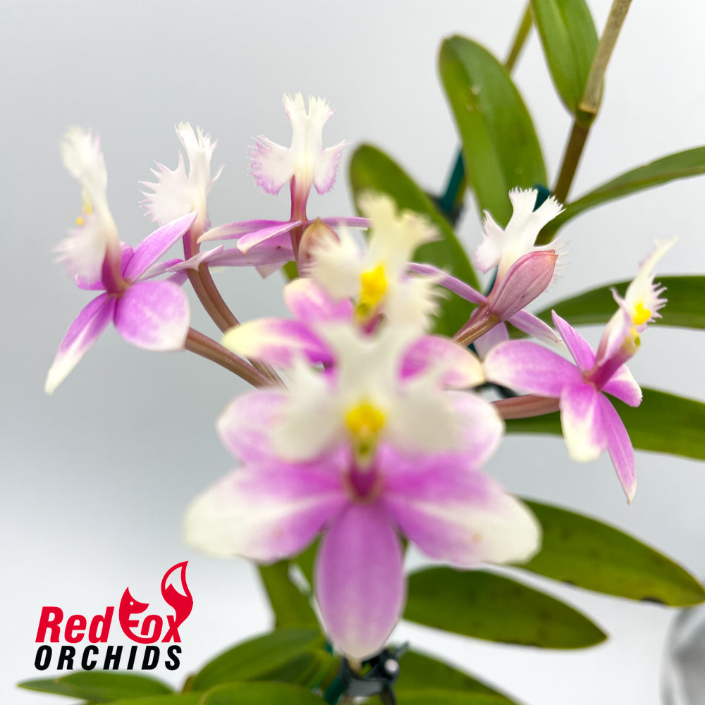 Epidendrum Wedding Valley 'Sakura'