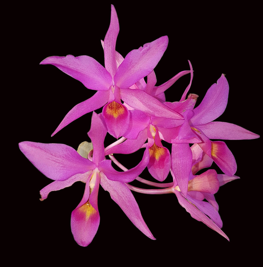 Guarianthe Guatemalensis