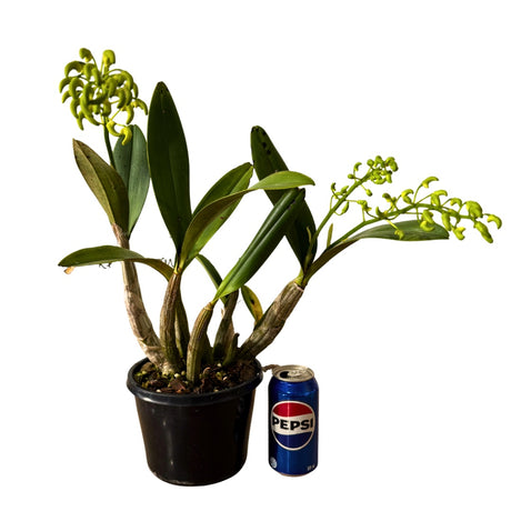 Dendrobium speciosum (var. capricorne X var. curvicaule) X Den. speciosum ('Daylight Moon' X Big Cream)