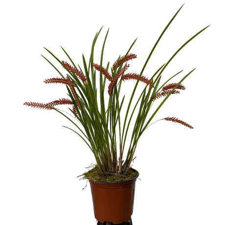 Dendrochilum wenzelii