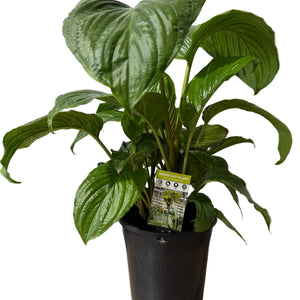 Other Plants