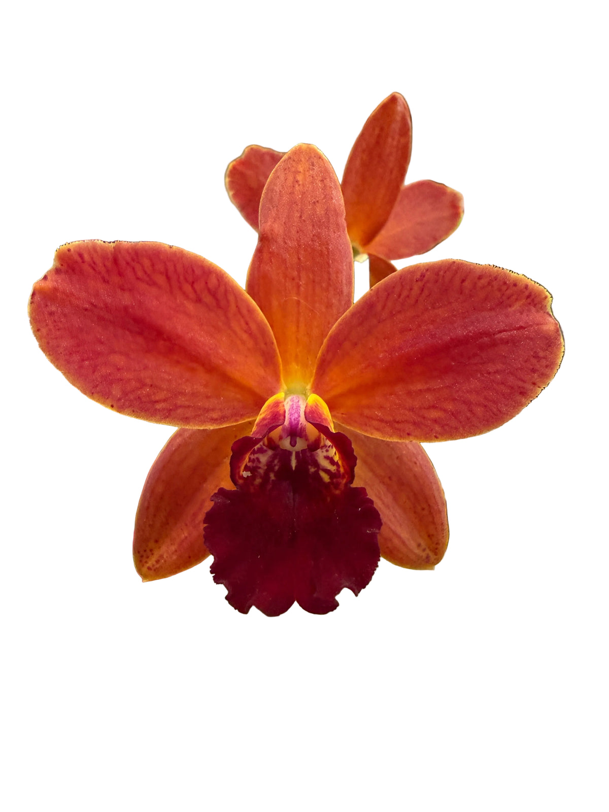 Cattlianthe Night Sky