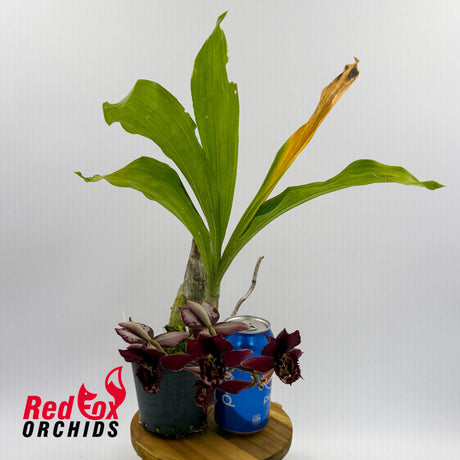 Catasetum Extravaganza 'Best Yet' X Ctsm. Dentigrianum 'Best'